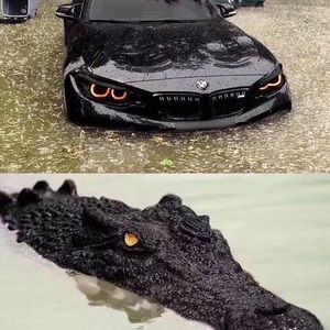 Meet your Posher, Ali